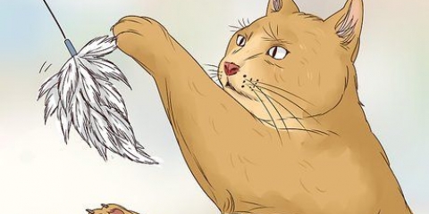Je kat by je laat slapen