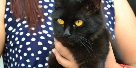 Je kat 'n tuigje omdoen