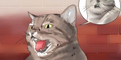 Je kat laat stop met blazen