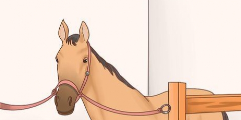 Je paard versorgen