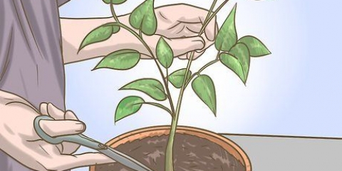 Snoei jou soetrissieplant