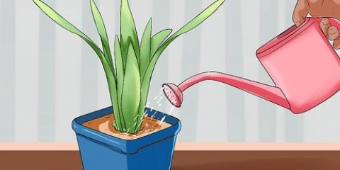 Water jou plante wanneer jy nie by die huis is nie