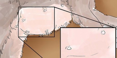Je poes help by die werpen