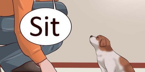Je hondjie leer om te gaan lê
