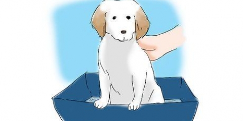 Je puppy sindelijk maak