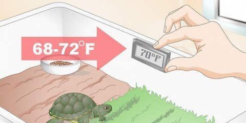 Je schildpad voer as hy nie wil eten nie