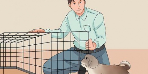 Je shih tzu-opleiding