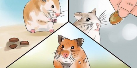 Je zieke hamster versorgen