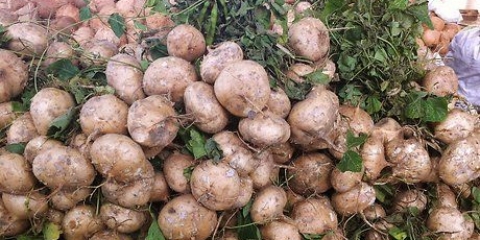 Jicama schillen