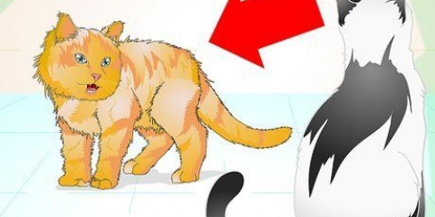 Juist omgaan met 'n aggressiewe kat