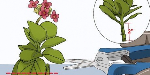Kweek kalanchoe