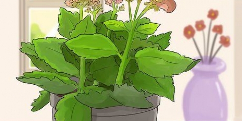 Snoei kalanchoe
