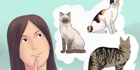 Katten fokken