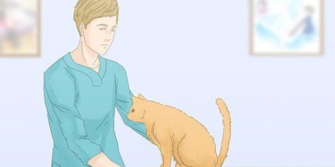 Katten laat stop met plassen op die tapijt