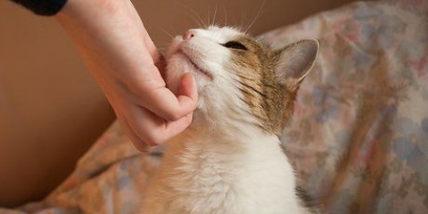 Katten opvoeden