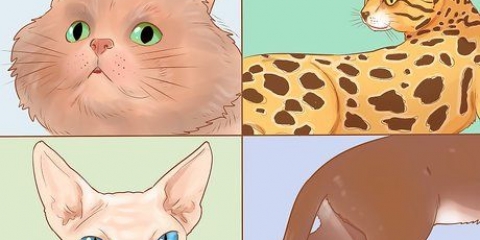 Kattenrassen herkennen