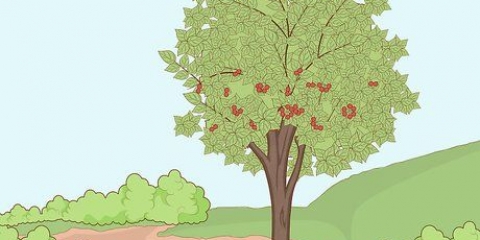 Plant kersiepitte