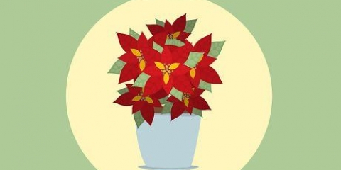 Versorging van poinsettias