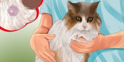 Knobbels op jy kat identifiseer