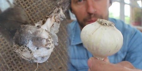 Knoflook vlechten