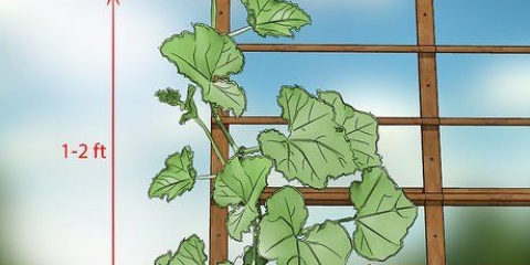 Snoei komkommerplante