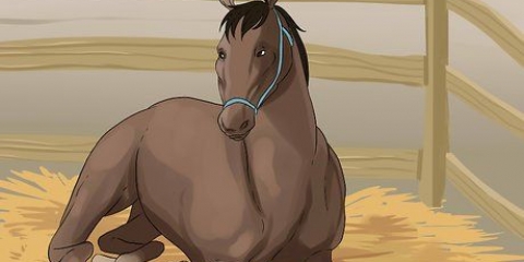 Kreupelheid by paarden behandel