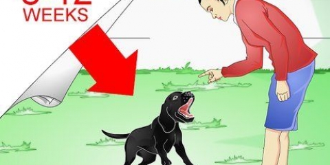 Labrador retrievers opleiding