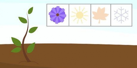 Groeiende lagerstroemias