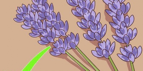 Snoei en oes van laventel