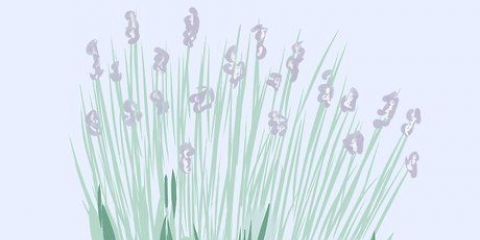 Snoei laventel