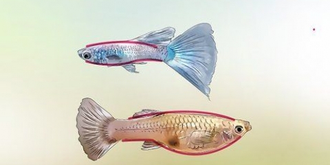 Mannelijke en vroulike guppy's identifiseer