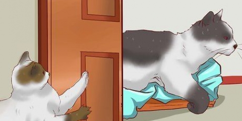 Meerdere katten laten samenleven
