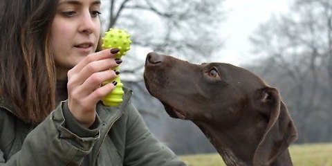 Met jou hond speel