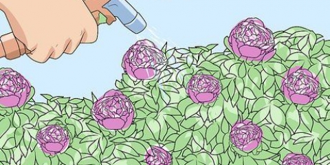 Mieren van pioenrozen afhouden