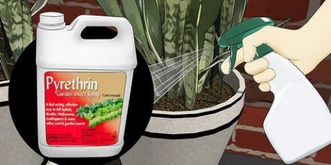 Verwyder miere uit plantpotte