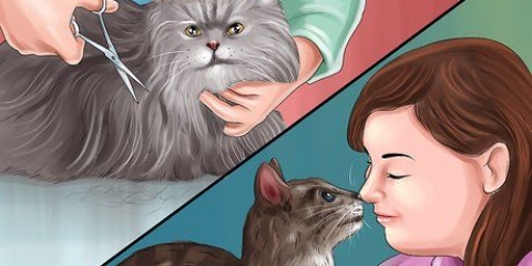 Muizenvallijm van 'n kattenpootje verwyder
