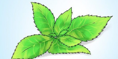Kweek kruisement in 'n pot