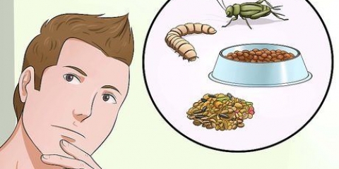 Noodvoer vir babavogeltjies maak
