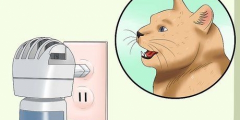 Omgaan met 'n krolse kat