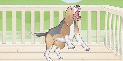 Ongewenste gedrag van jou hond corrigeren