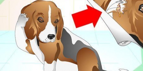 Oorontstekingen by honde behandelen