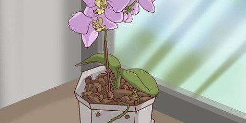 Oorplanting van orgideë