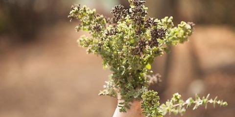Oregano gedrogene