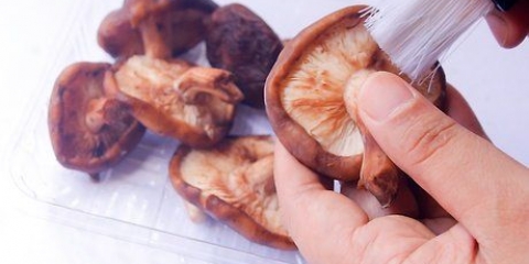 Paddenstoelen gedrogen
