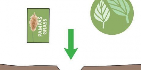 Kweek pampas gras