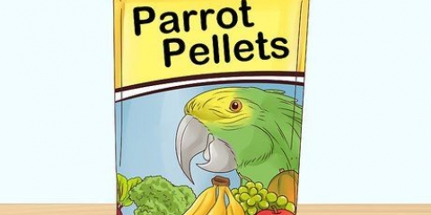 Papegaaien voer