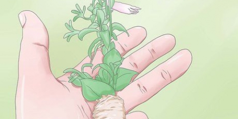 Snoei petunias