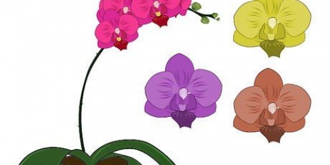 Phalenopsis-orgideë (vlinder-orgideë) sorg