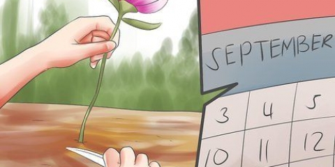 Deel en uitplant van pioene
