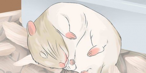Plezier het met jou hamster